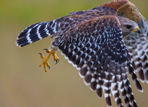 Red Shoulder Hawk taking flight