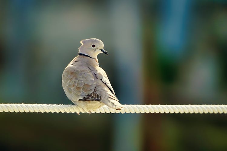 Bird Perching On Rope