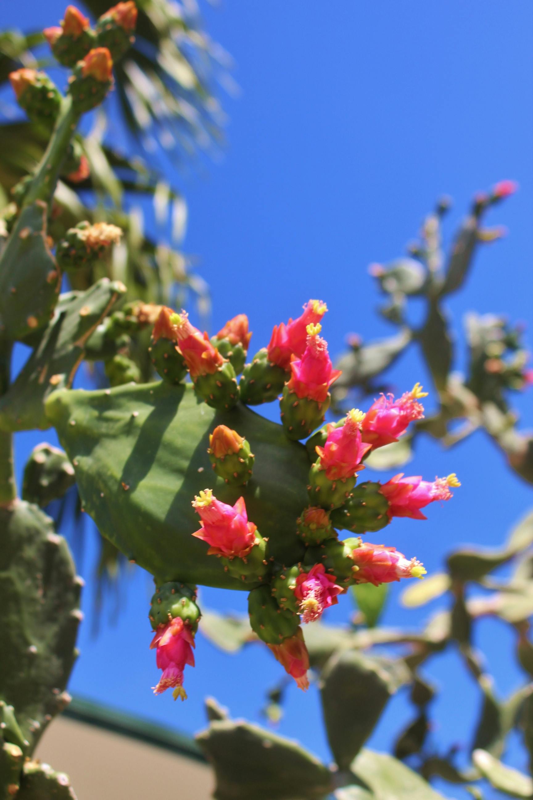 Free stock photo of cacti, cactus flower, cactus plant