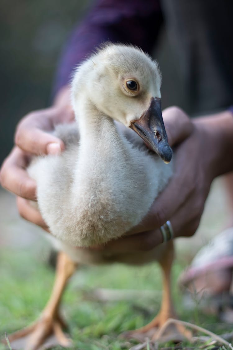 A Person Holding A Duck