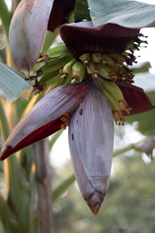 Free Detailed close-up of a banana blossom in natural setting, showcasing fresh green bananas and maroon petals. Stock Photo