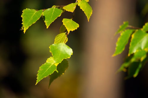 Photos gratuites de centrale, fermer, feuilles