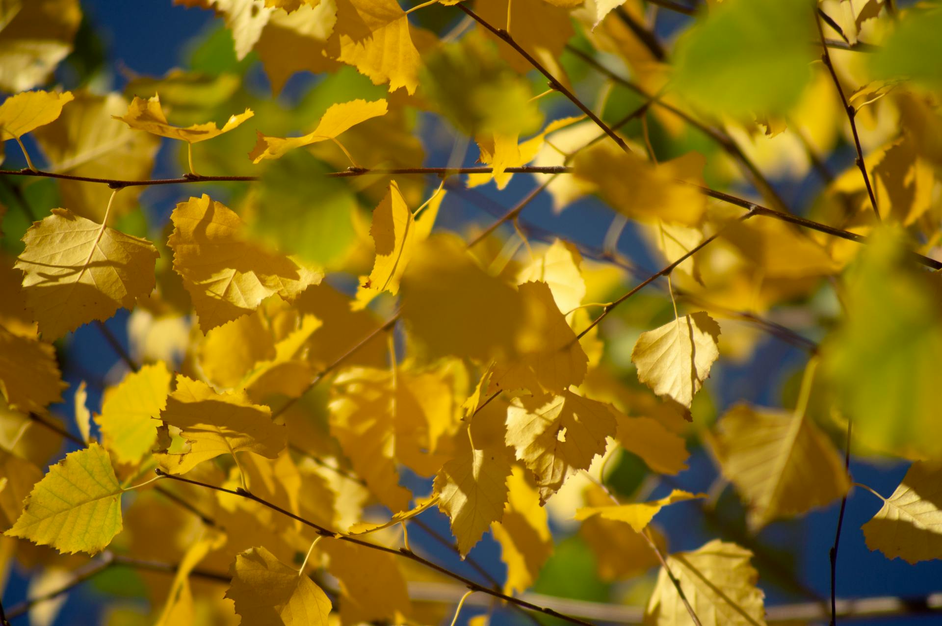 A close-up of bright yellow cottonwood leaves capturing the essence of autumn.