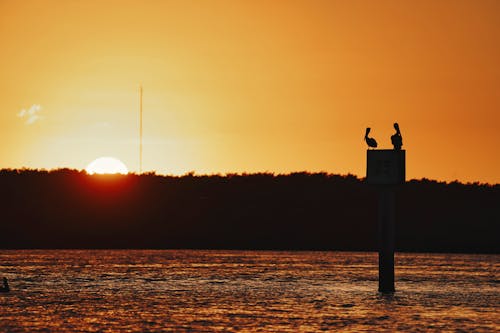 Silhouette of Birds on Post in Water at Sunset