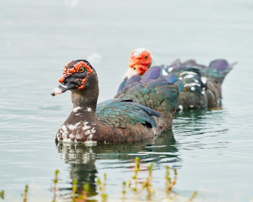 Close-up Shot of a Goose in the Water