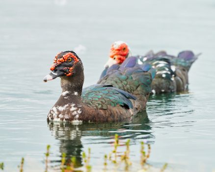 Close-up Shot of a Goose in the Water