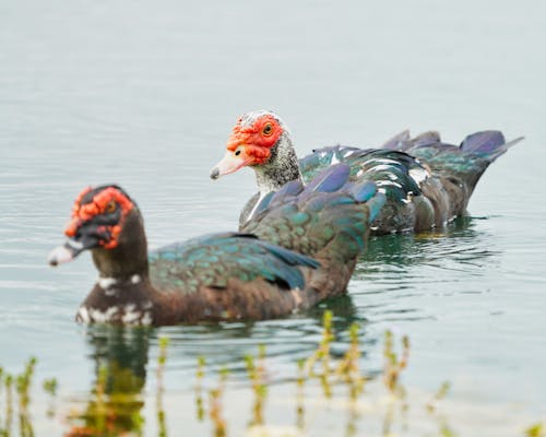 Photograph of Muscovy Ducks
