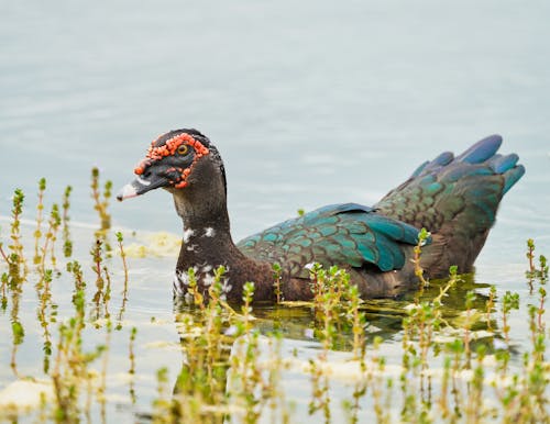 A Goose Near the Green Water Plants
