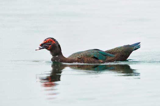 Photo of Duck on Body of Water