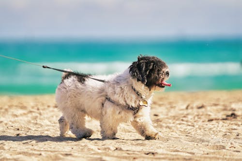 Darmowe zdjęcie z galerii z piasek, pies, plaża