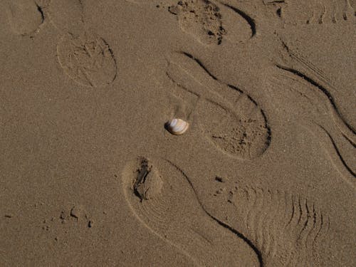 Free A Footprints and Shell on the Sand Stock Photo