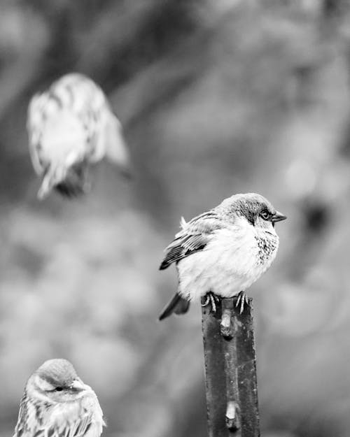 Monochrome Shot of True Sparrows