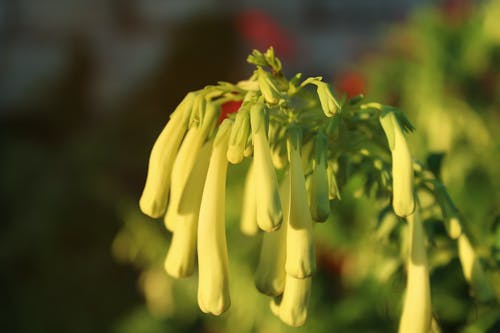 Free stock photo of blossom, flower, garden