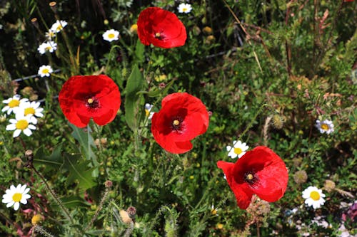 Δωρεάν στοκ φωτογραφιών με papaver rhoeas, ανθισμένος, άνθος