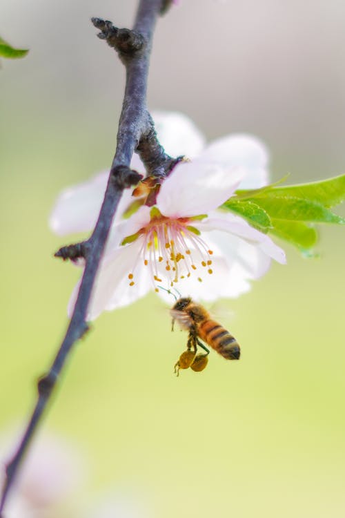 Bee Flying Near a Flower