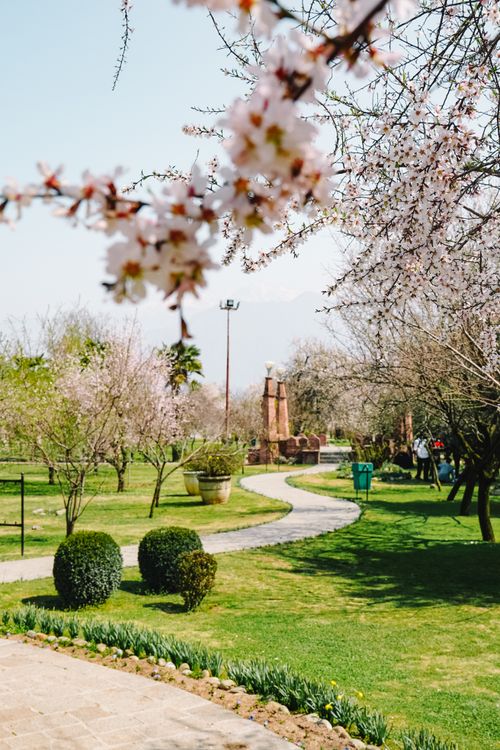 Free A beautiful spring park with blossoming trees, a winding path, and lush green grass under a clear sky. Stock Photo