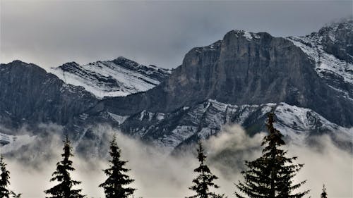 View of Coniferous Trees and Rocky Snowcapped Mountains 