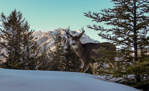 A Buck in Banff 