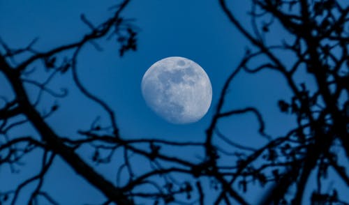 Gratis lagerfoto af blå himmel, grene, måne