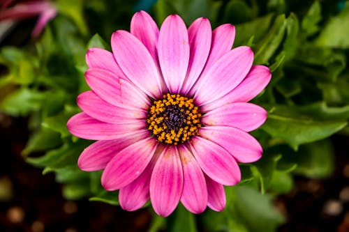 Pink African Daisy Flower