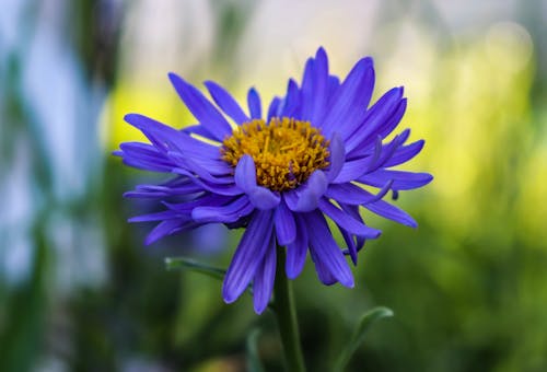 Purple Aster Flower