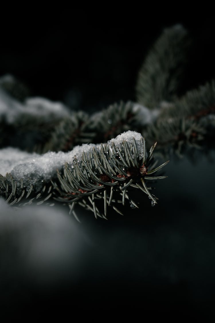 Fir Leaves With Snow In Close Up Photography