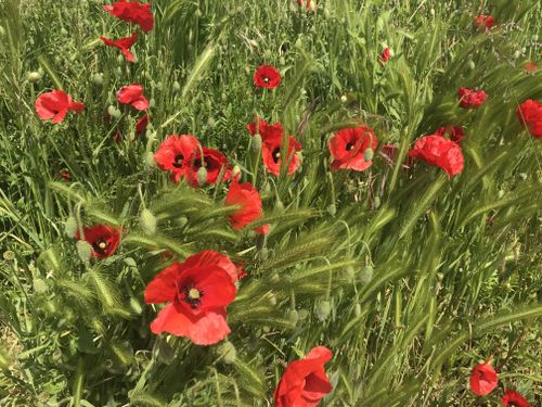 Free A stunning field of vibrant red poppies in full bloom in rural France. Perfect for spring imagery. Stock Photo