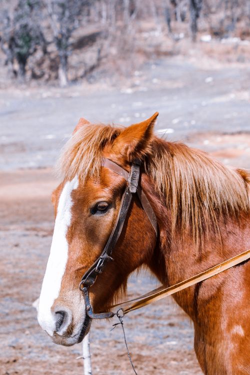 Free Close-up of a chestnut horse with a bridle in a natural outdoor setting. Stock Photo