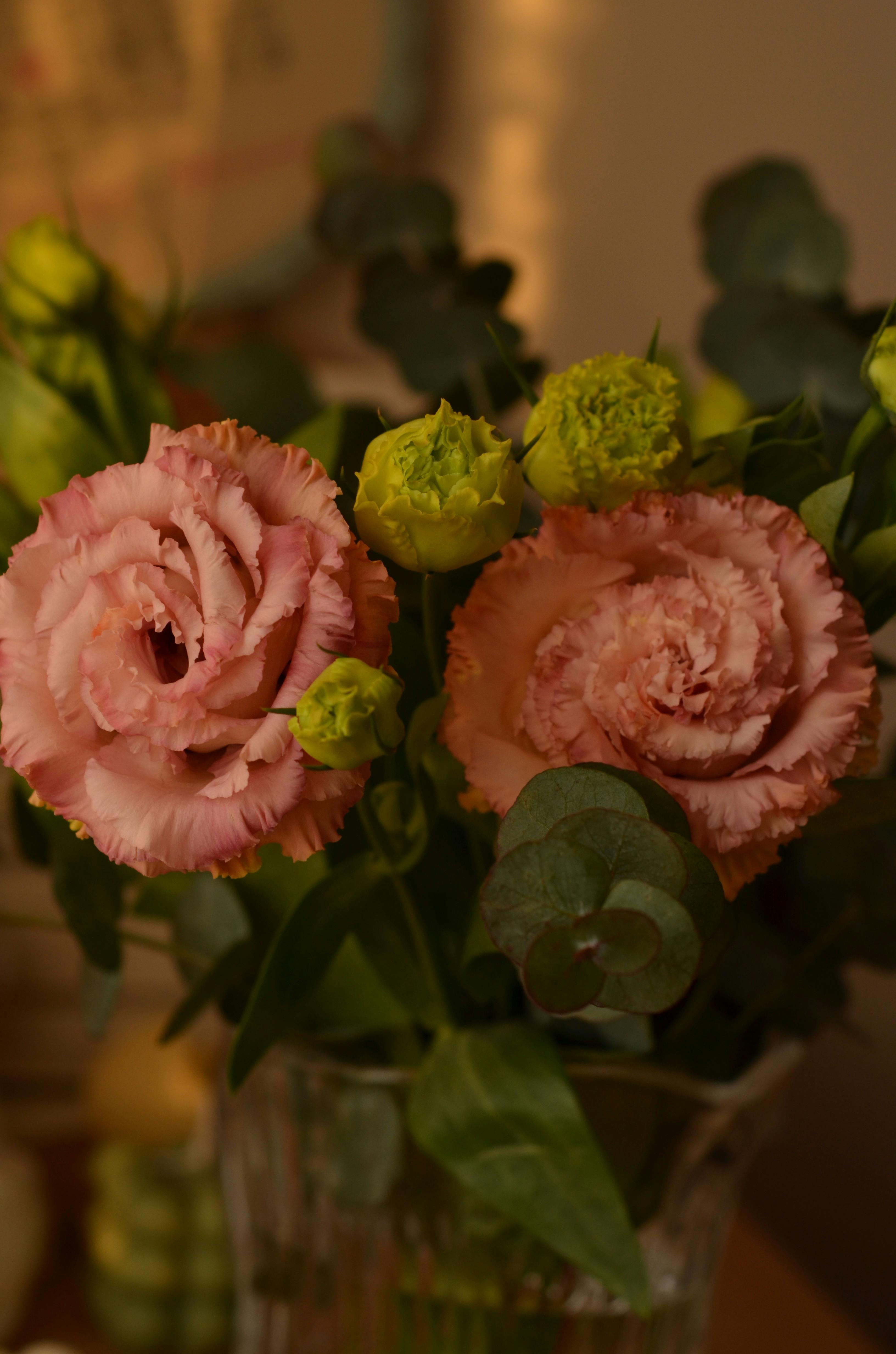 Розовые гвоздики · Бесплатные стоковые фото