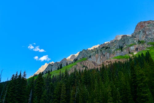 Low-Angle Shot of Trees near a Mountain under a Blue Sky