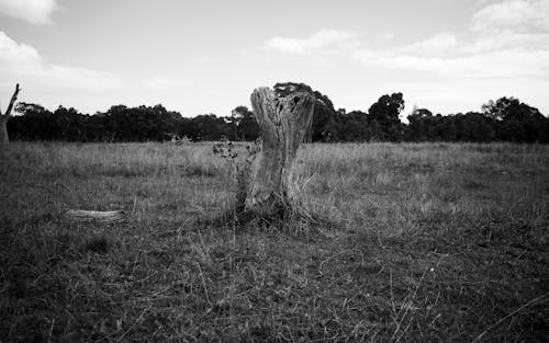그레이스케일, 그루터기, 나무의 무료 스톡 사진