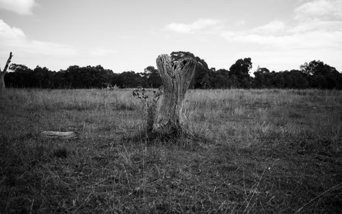 Free A weathered tree stump stands in a vast open field under a cloudy sky, captured in monochrome. Stock Photo