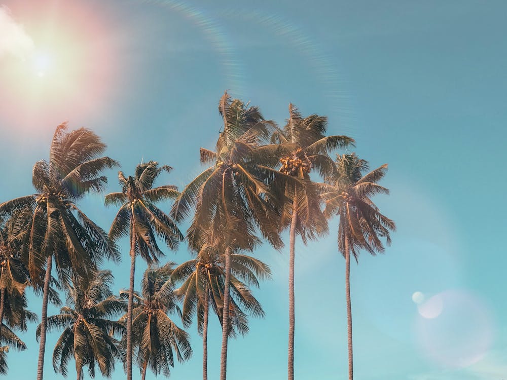 Free Palm Trees Stock Photo