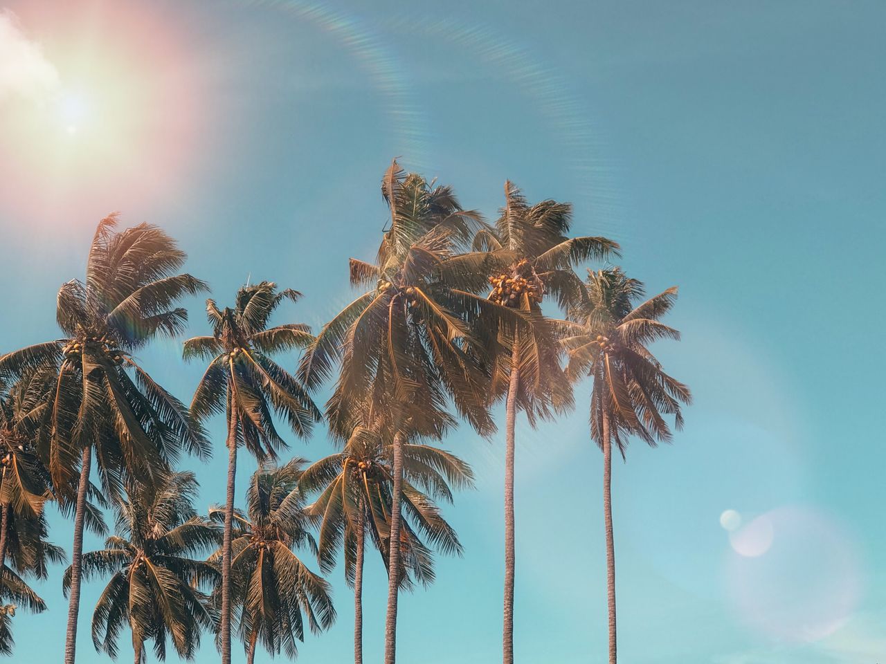 Palmeras con destello de sol contra un cielo azul, ambiente tropical de verano