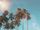 summer wallpaper