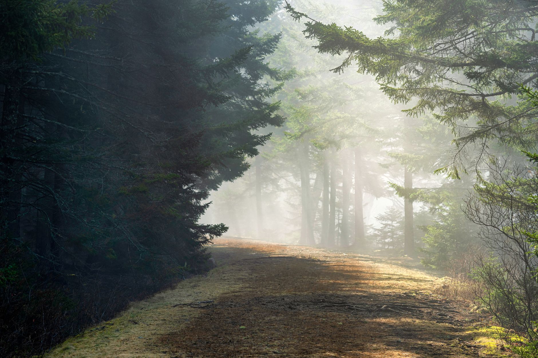 Wald & Nebel in der Natur – Lebendiges Landschaftsfoto