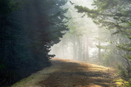 Scenic forest trail with sunlight filtering through morning fog, creating a serene atmosphere.