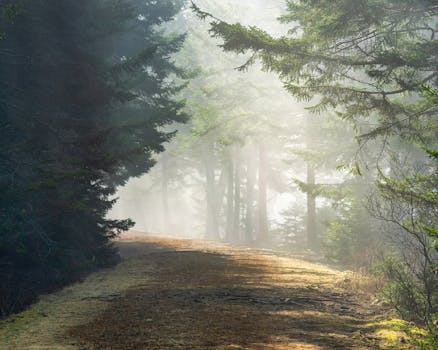 Peaceful dirt path through a misty forest, illuminated by soft sunrise light.