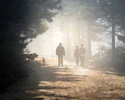Free Family walking dogs in a misty forest with sunlight filtering through trees. Stock Photo