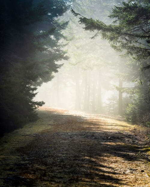 Foto profissional grátis de árvores, caminho, conífera