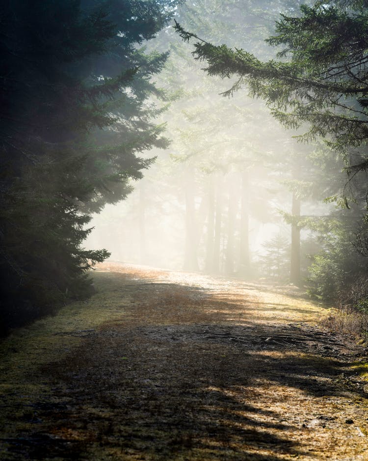 Foggy Forest Path 