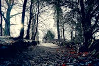 这片宁静的秋日森林，阳光洒在路径和树木上，是自然主题的理想选择