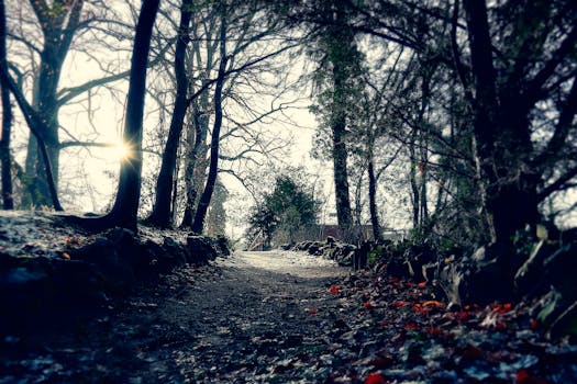 这片宁静的秋日森林，阳光洒在路径和树木上，是自然主题的理想选择