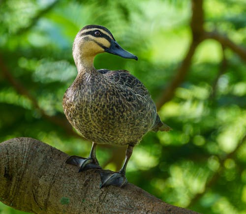 Free A Pacific Black Duck on a Tree Stock Photo