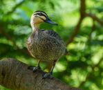 A Pacific Black Duck on a Tree