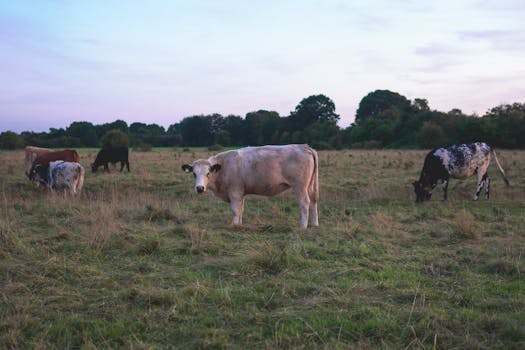 Cows graze peacefully in a lush field under a serene sunset in York, England.