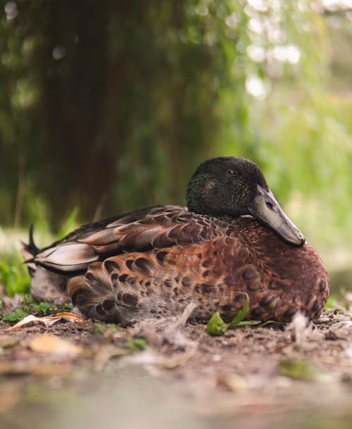 Foto profissional grátis de animais selvagens, ave, ave aquática