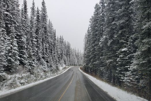 Asphalt Road Between a Winter Forest 