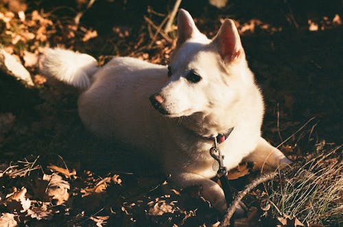 Free White Siberian Husky Lying on Ground Stock Photo