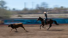 Man in White Shirt Riding Brown Horse